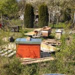 Baustelle am Bienenstand IKG