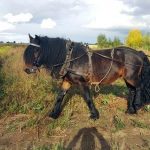 Der neueste Bewohner des Kastanienhofs: Das Nordschwedische Kaltblut Übbe. Er soll als neues Arbeitspferd Stute Tindra und Pony Carino entlasten.