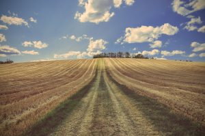 Agrarpolitisch geprägte Agrarlandschaft: Karge Böden, Überdüngung, Monokulturen durch industrielle Landwirtschaft -- ob "bio" oder konventionell.