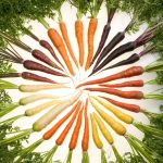 Carrots_of_many_colors