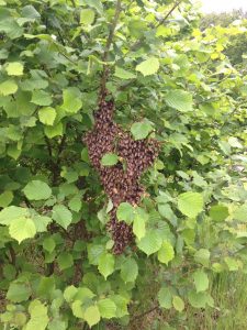 Schwarm noch am Busch in Medewege