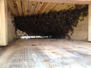 Schwarm beim Innenausbau am Folgetag