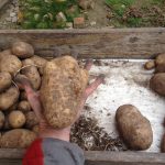 dicke Kartoffeln