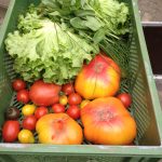 Pfirsichtomate geerntet -- eben hin sie doch noch am Strauch...