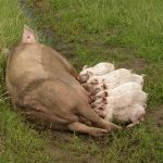 “Sau mit trinkenden Ferkeln” by Compassion in World Farming is licensed under CC BY 2.0