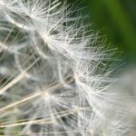 Pusteblume
