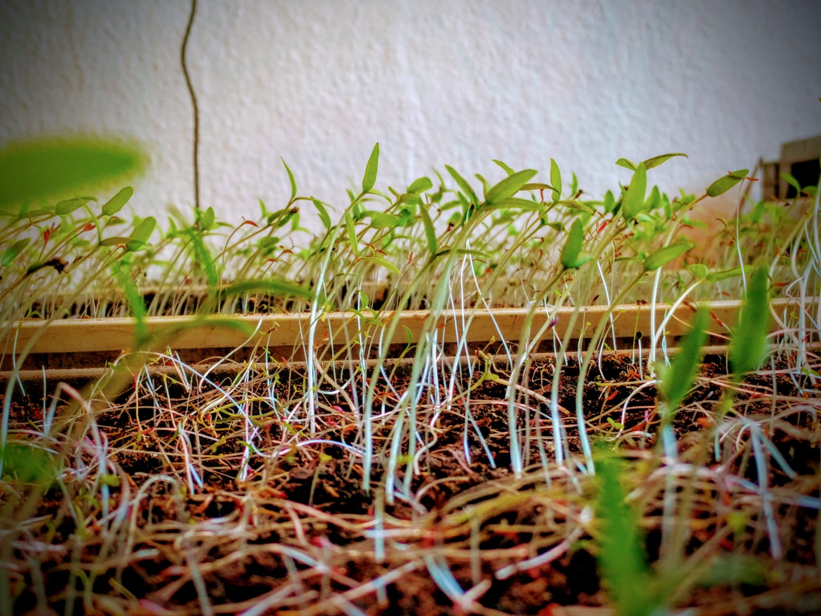 Mitmachtag im Bekegarten
