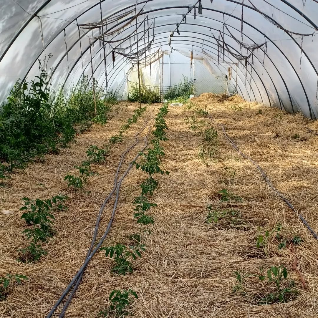 Mitmachtag im Bekegarten Juni