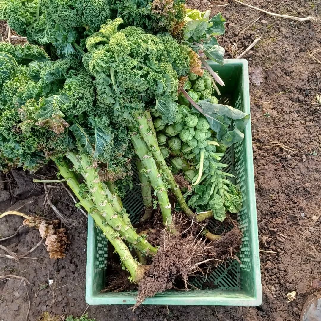 Mitmachtag Ernte im November