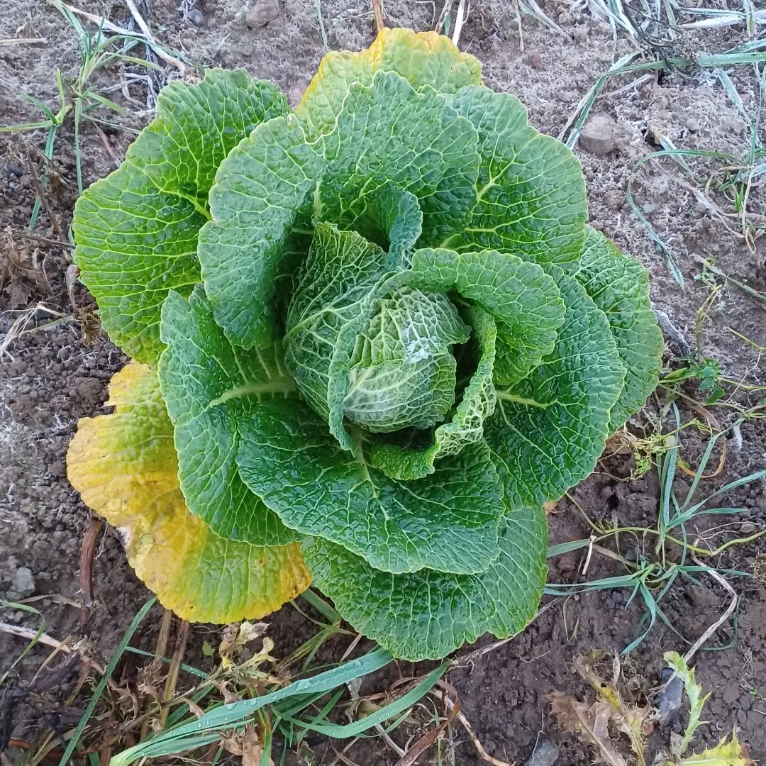 Achtsames Ernten mit Max und Moritz