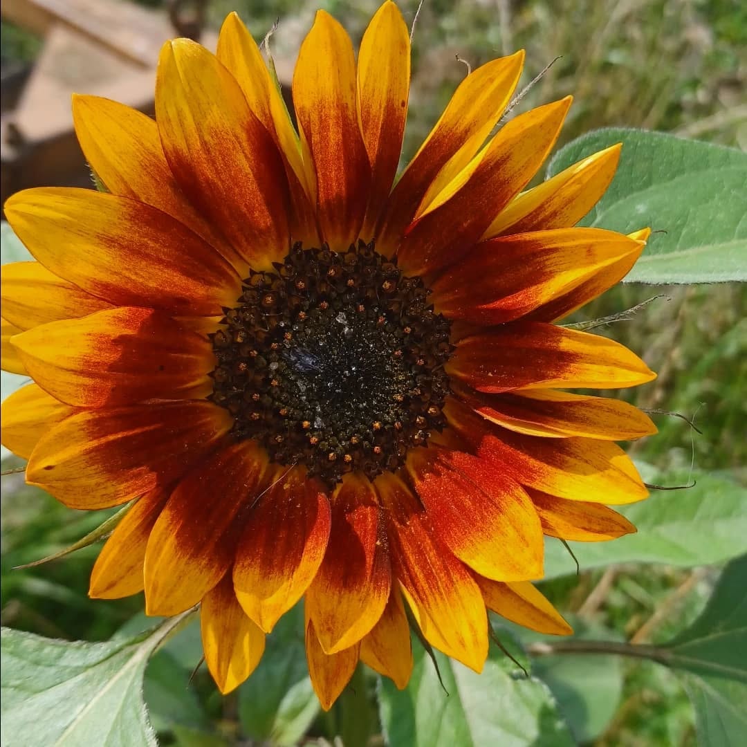 Saisonauftakt im Bekegarten in Groß Grenz
